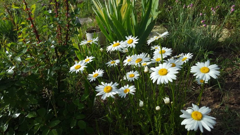 20170513_075450(0) - Flori din gradina - 2017