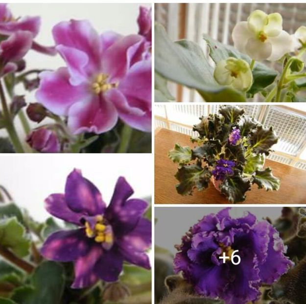 IMG-20170513-WA0061 - COLECTIE VIRTUALA violete