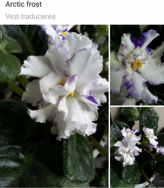 IMG-20170513-WA0059 - COLECTIE VIRTUALA violete