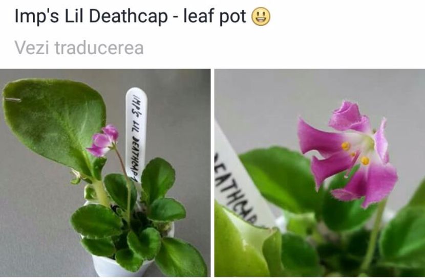 IMG-20170513-WA0058 - COLECTIE VIRTUALA violete