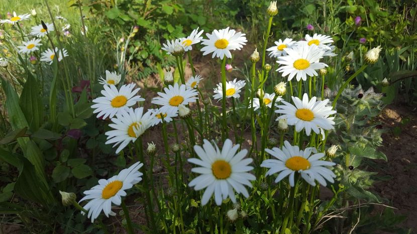 20170513_075352(0) - Flori din gradina - 2017