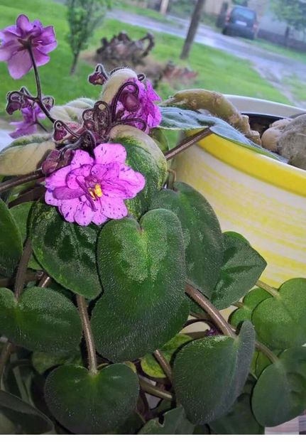 IMG-20170513-WA0056 - COLECTIE VIRTUALA violete