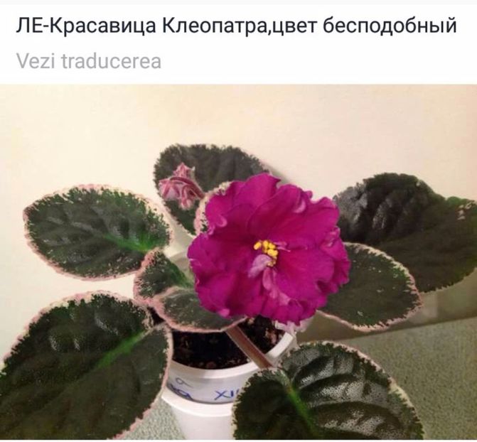 IMG-20170513-WA0054 - COLECTIE VIRTUALA violete