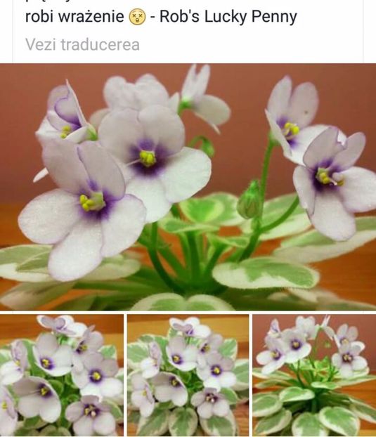 IMG-20170513-WA0052 - COLECTIE VIRTUALA violete