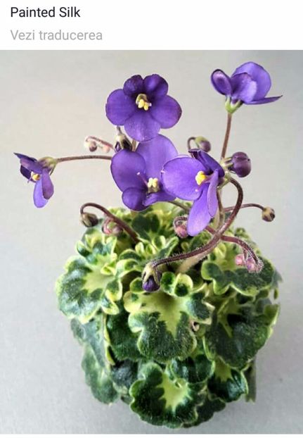 IMG-20170513-WA0051 - COLECTIE VIRTUALA violete