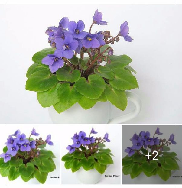 IMG-20170513-WA0050 - COLECTIE VIRTUALA violete