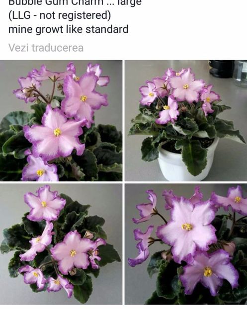 IMG-20170513-WA0048 - COLECTIE VIRTUALA violete