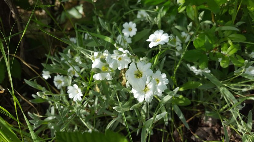 Cerastium tomentosum - Flori din gradina - 2017