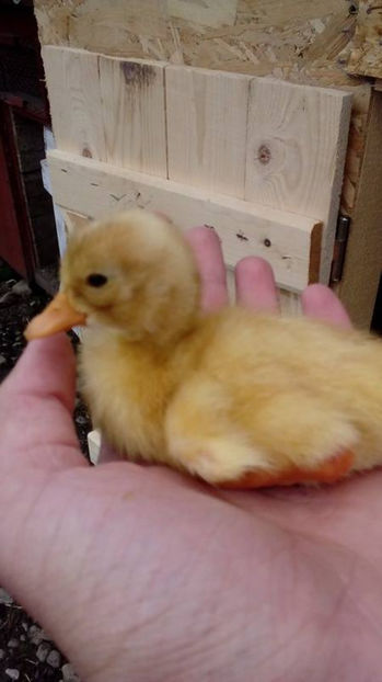 A sosit si ratusca intarziata! - Rate romanesti