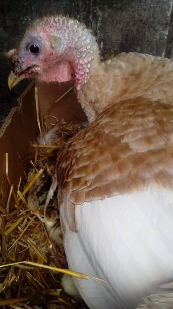 Are sange la cioc de cand s-a batut cu curca alba! - Curca 2