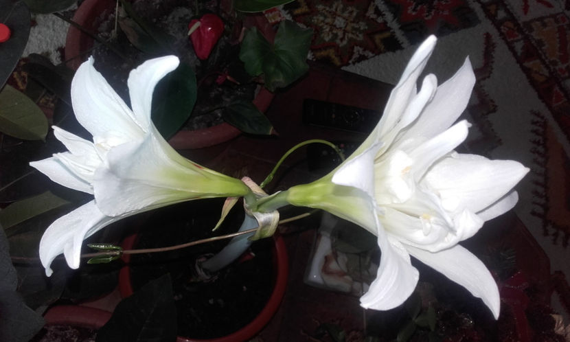 020 (2) - Amarillys
