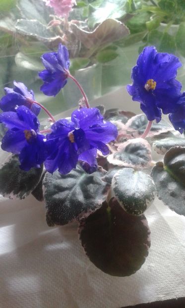 RS Ariadna sport - VIOLETE DE COLECTIE 2017