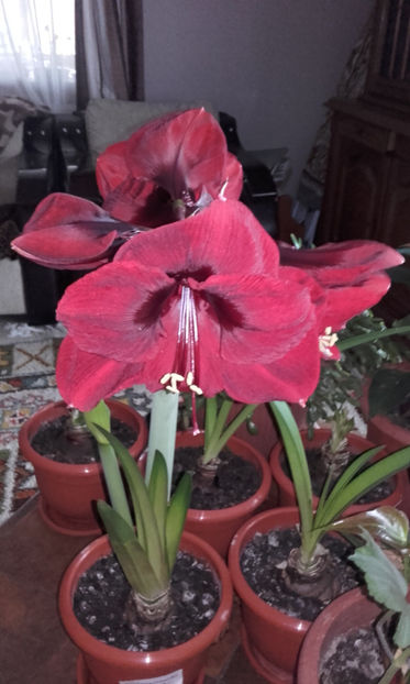 004 (2) - Amarillys