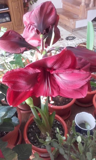 004 (3) - Amarillys