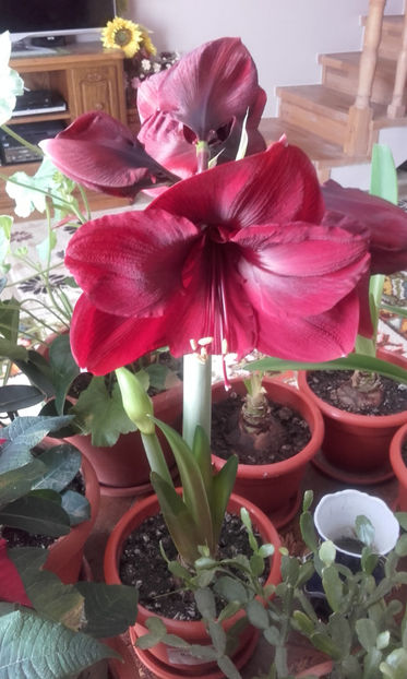 005 (3) - Amarillys