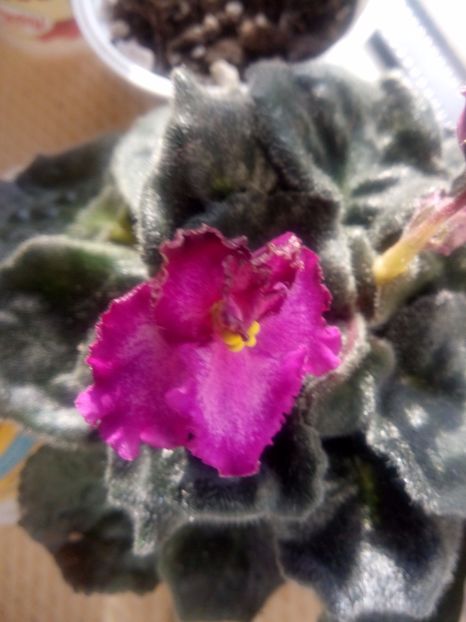  - Lions Pirates treasure