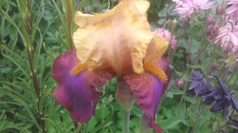 nr 10 disponibil 3 lei - irisi 2017