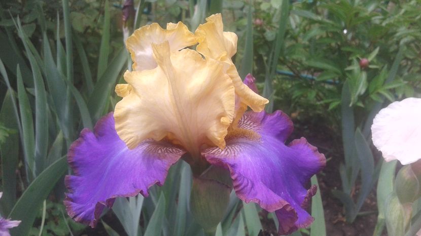 nr 11 disponibil 5 lei - irisi 2017