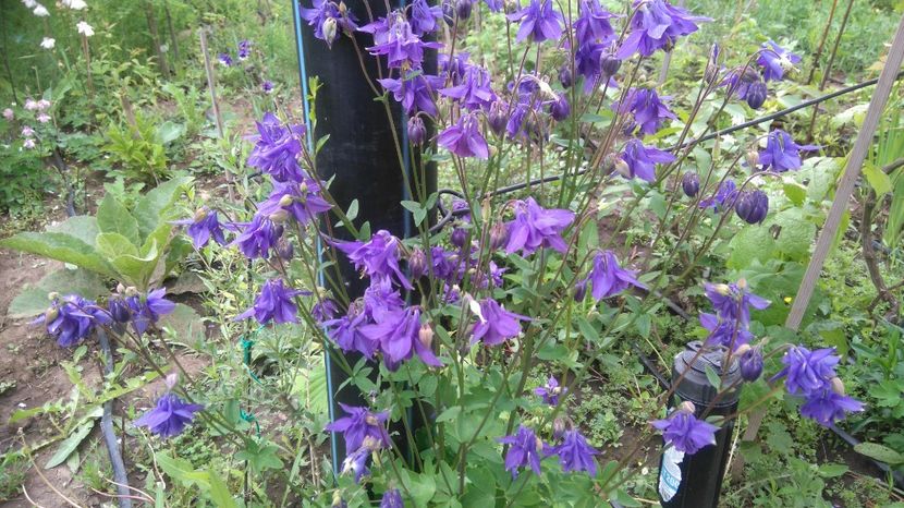  - Gradina flori 2017