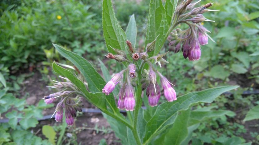 Symphytum officinale -tataneasa - Gradina flori 2017