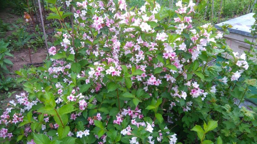  - Gradina flori 2017