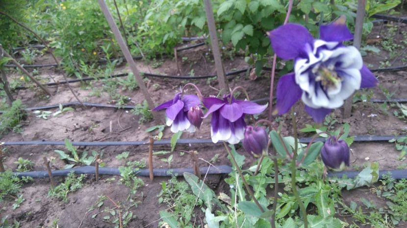  - Gradina flori 2017