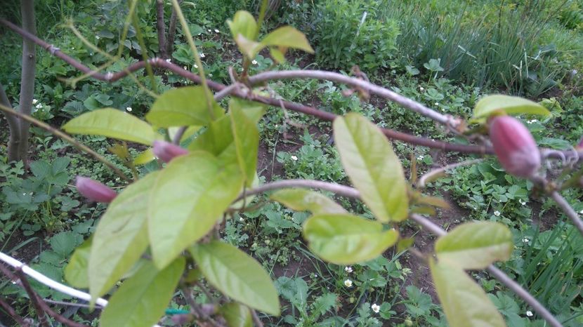 bignonia capreolata Crossvine - Gradina flori 2017