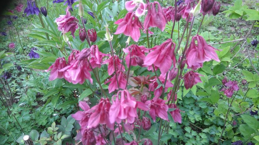  - Gradina flori 2017