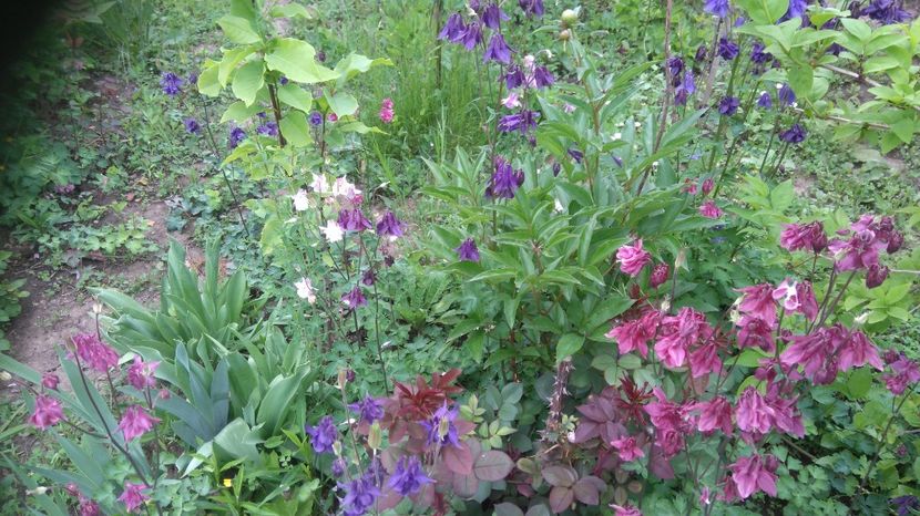  - Gradina flori 2017