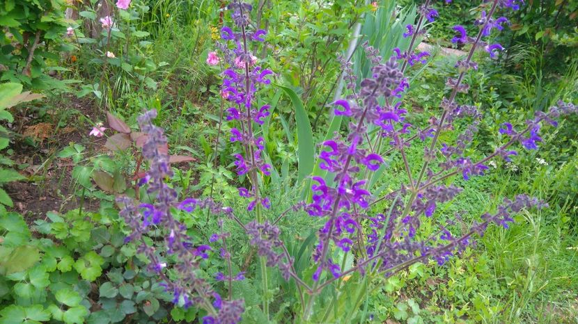  - Gradina flori 2017