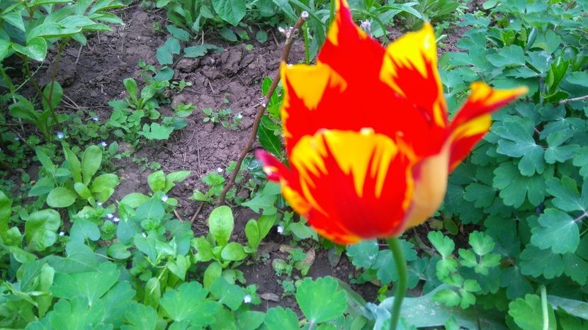  - Gradina flori 2017