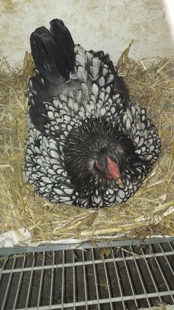  - 2 Cuiburi cu oua de  gasca Africana