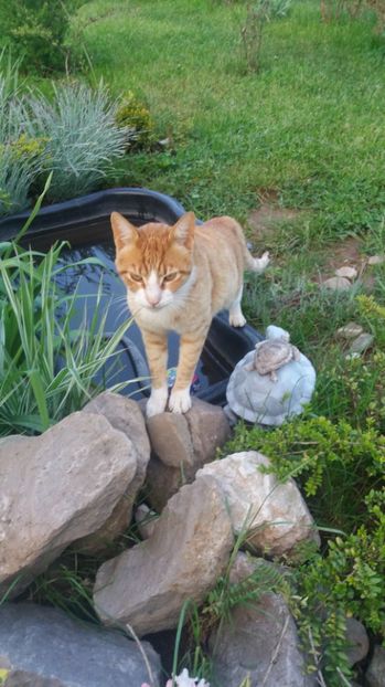  - De prin gradina 2017