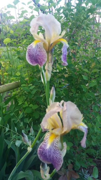  - De prin gradina 2017