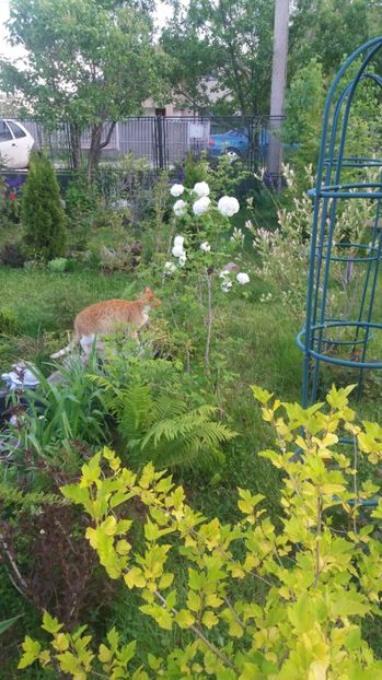  - De prin gradina 2017