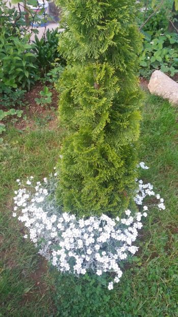  - De prin gradina 2017