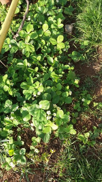  - De prin gradina 2017