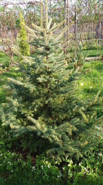  - De prin gradina 2017