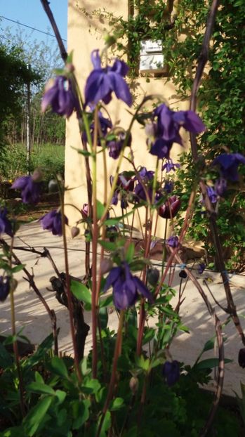 caldaruse - De prin gradina 2017