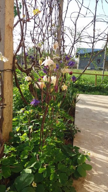  - De prin gradina 2017