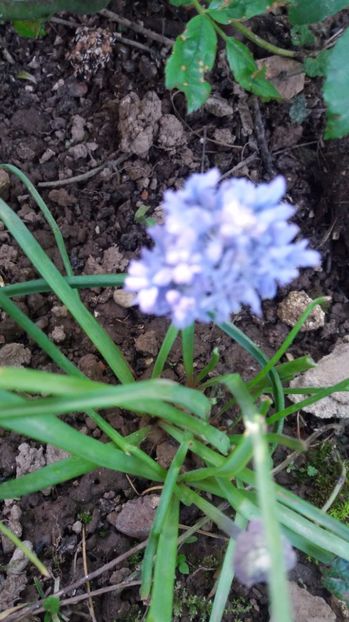 muscari - De prin gradina 2017