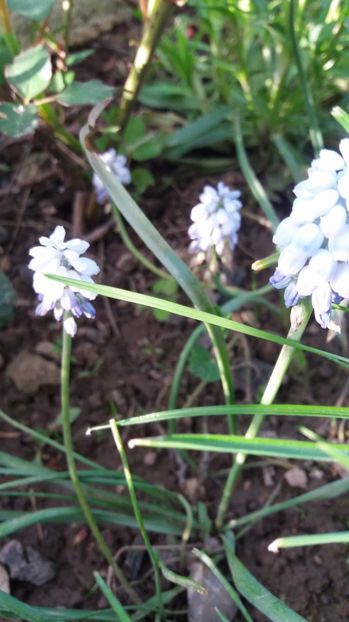  - De prin gradina 2017