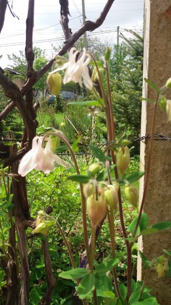  - De prin gradina 2017