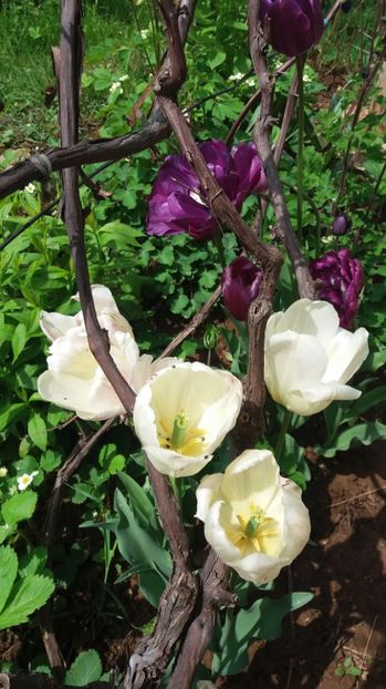  - De prin gradina 2017