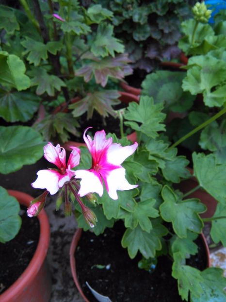 Fireworks bicolor - A-Muscate 2017