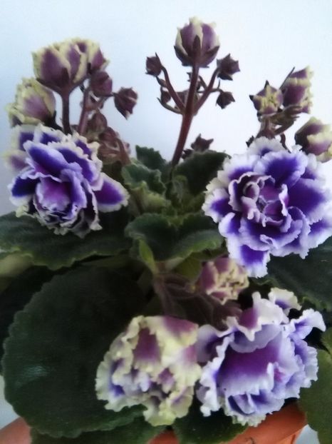  - 1-A-Violete 2017