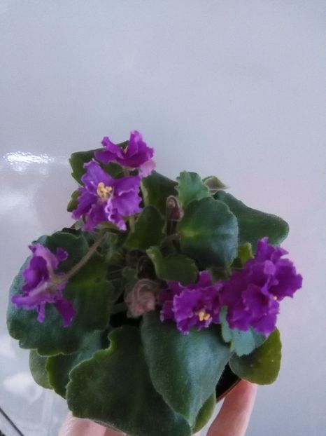  - 1-A-Violete 2017