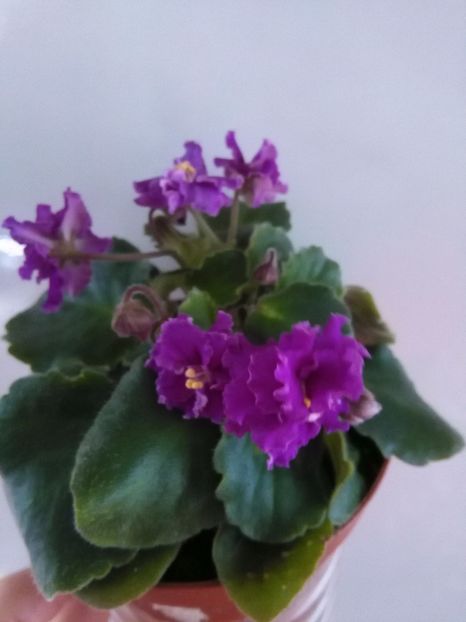  - 1-A-Violete 2017