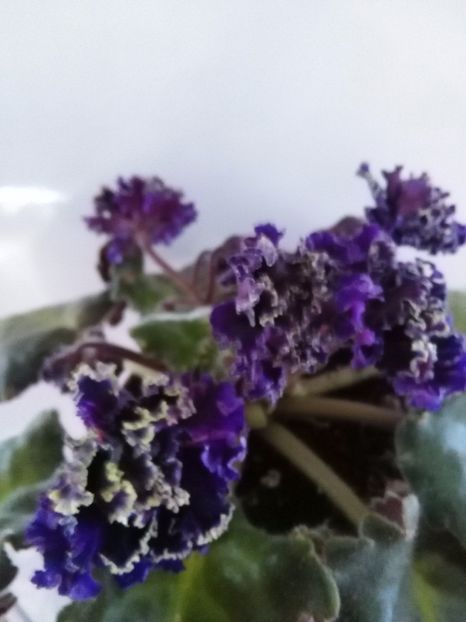  - 1-A-Violete 2017