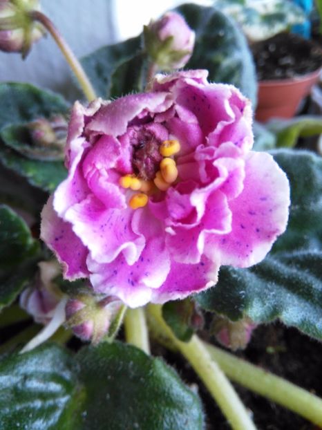 RS Diadema - 1-A-Violete 2017